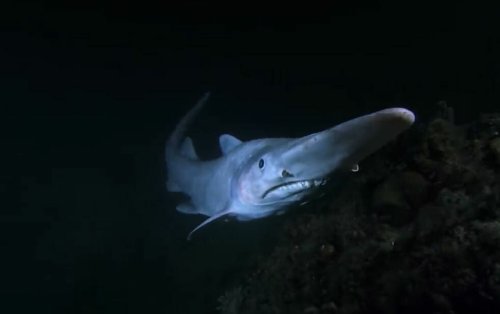 Le Requin Lutin Effrayant Pensionnaire Du Royaume Des Abysses Flipboard