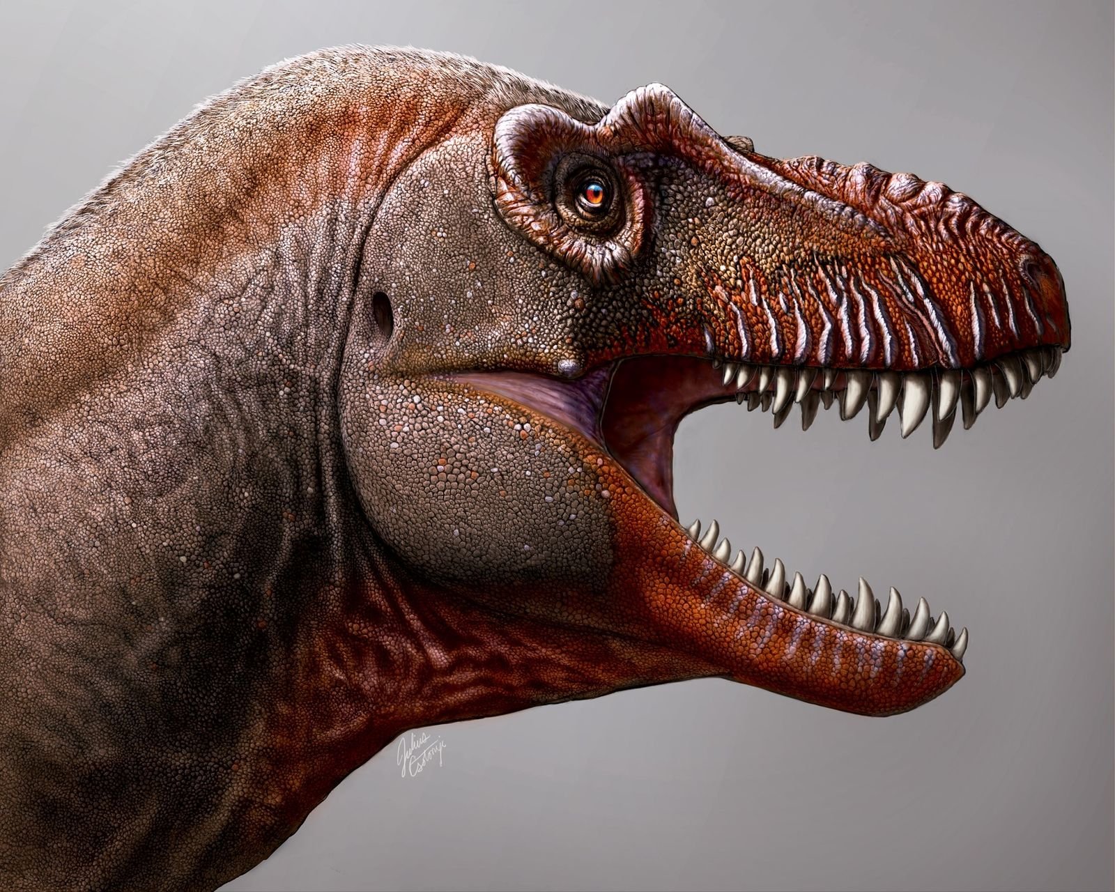 Paléontologie : découverte d'un nouveau tyrannosaure au Canada