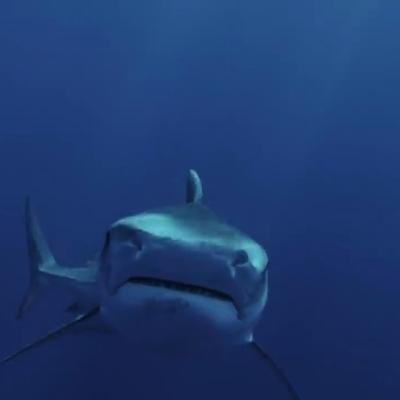 Un requin-tigre se repaît d'une tortue de mer