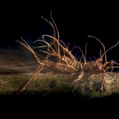 Plongez dans le monde étrange des champignons zombies