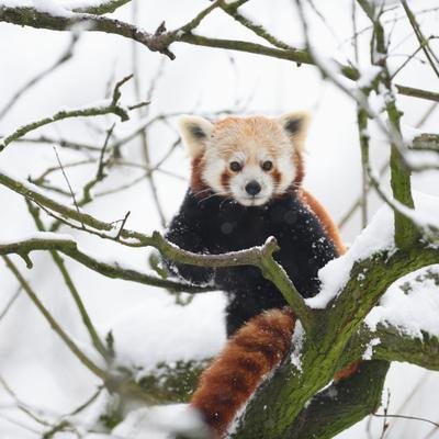 Panda roux vs panthère des neiges : qui l'emportera ?