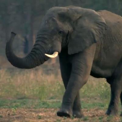 Les éléphants oubliés du Gorongosa au Mozambique