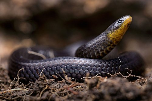Découverte de trois nouvelles espèces de serpents en Équateur