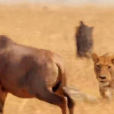 Cette lionne tente d'attraper un sassabi, l'antilope la plus rapide d'Afrique