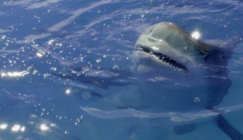 Les requins de la baie de San Francisco