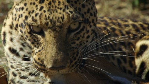 Vidéo : l’impressionnant assaut d’un léopard sur un impala