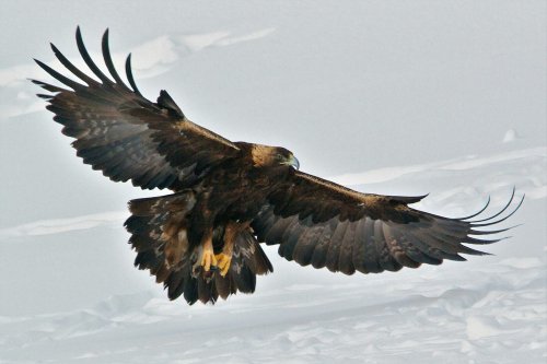 Images rares de l'attaque d'un aigle royal
