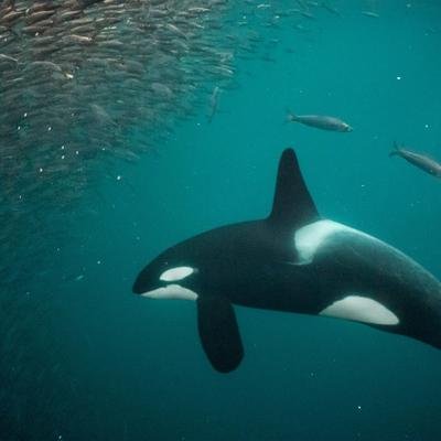 Ces orques ne mangent que le foie des requins qu'elles chassent