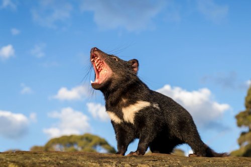 Les victoires du monde animal en 2020