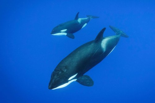 Inédit : des orques ont été filmées en train d'attaquer des baleines bleues