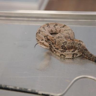 Auscultation de deux serpents mortels