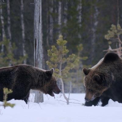 Deux ours affamés s'intéressent à la même carcasse