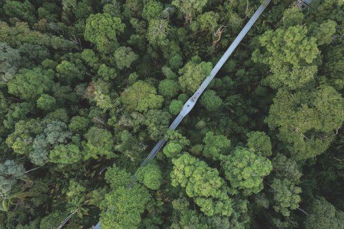 Comment aider les forêts à lutter contre le réchauffement climatique ?