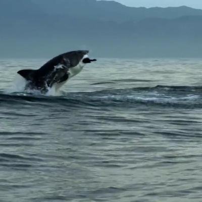Ce requin dévore une otarie avant d'être pris en chasse à son tour