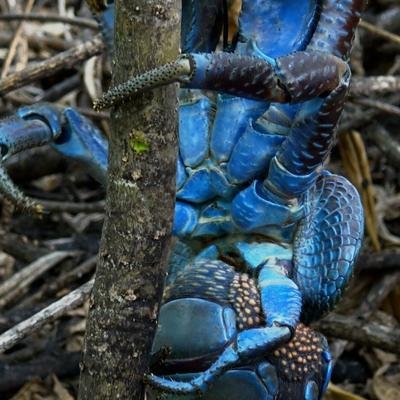 Le crabe des cocotiers, plus gros arthropode du monde