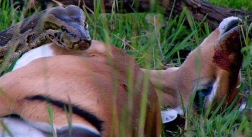 Impressionnant : un python de Seba s'attaque à un jeune impala