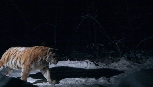 Braconnage : les tigres de l'Amour sont désormais chassés de nuit