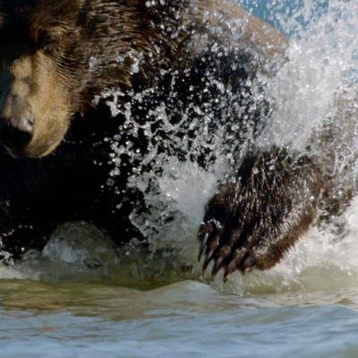 La lutte des saumons du lac Kourile pour échapper aux ours
