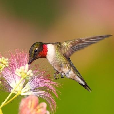 Ces espèces ont les plus gros appétits du règne animal