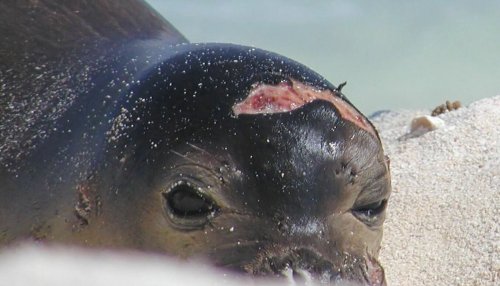 Les phoques au menu des requins-tigres