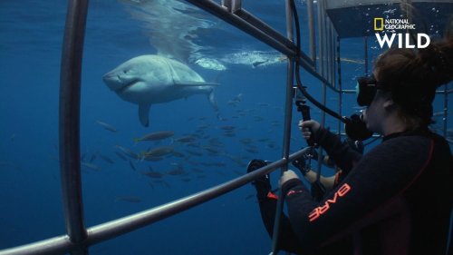 En Australie, ces touristes observent des grands requins blancs en immersion