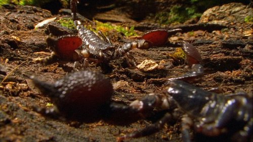 Des scorpions cannibales se battent à mort
