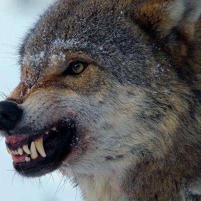 Comment la rage change le comportement des animaux