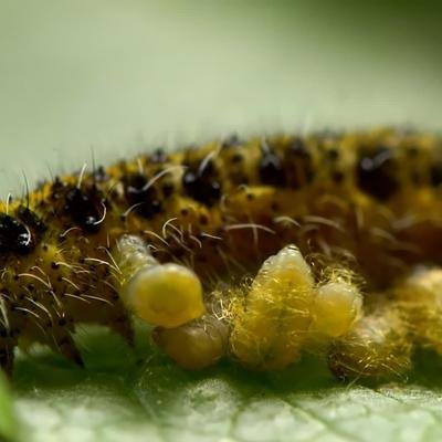 Cette guêpe pond ses œufs dans une chenille