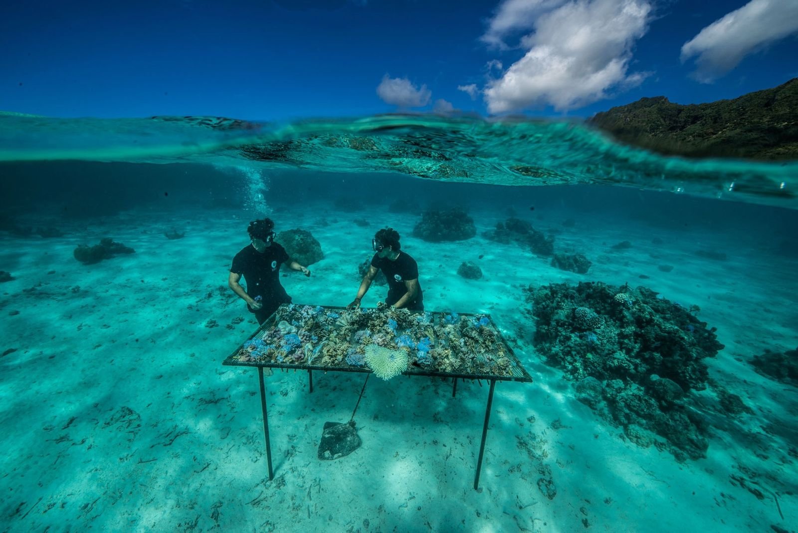 Quand les voyageurs participent à la replantation de coraux