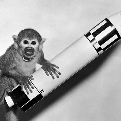La conquête spatiale n'aurait pas été possible sans ces animaux