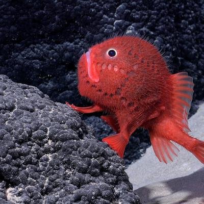 Ce poisson rouge vif se déplace en marchant dans les fonds marins