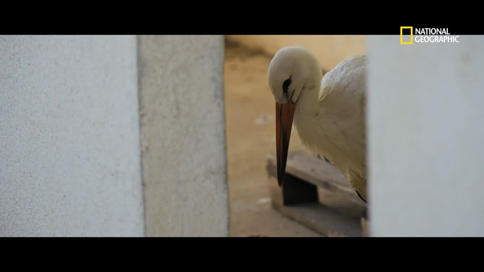 Un agriculteur macédonien recueille une cigogne blessée