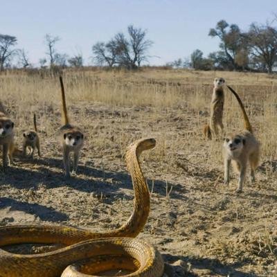 Les maîtres du désert : ces animaux se sont adaptés à la chaleur extrême (vidéo longue)