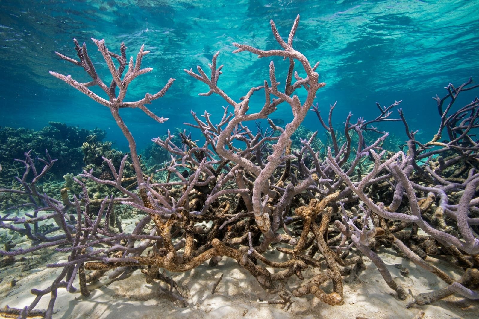 Pourquoi nous pensons qu'il est encore possible de sauver les océans