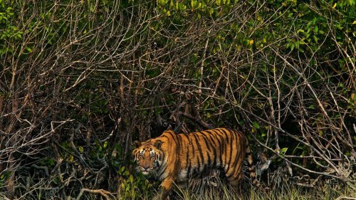 L'incroyable puissance du tigre en images