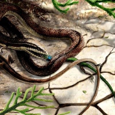 Le célèbre "serpent à quatre pattes" pourrait en réalité être un ancien lézard