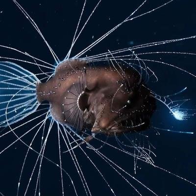 Connaissez-vous la fascinante baudroie des abysses ?