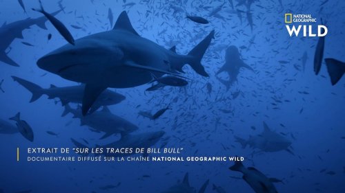 À la recherche des petits de Bill Bull, le plus gros requin-bouledogue jamais étudié