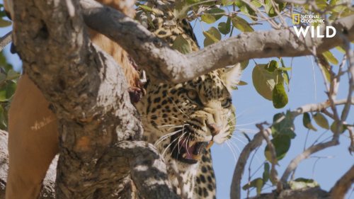 Un jeune léopard vole de la nourriture pour nourrir sa mère blessée