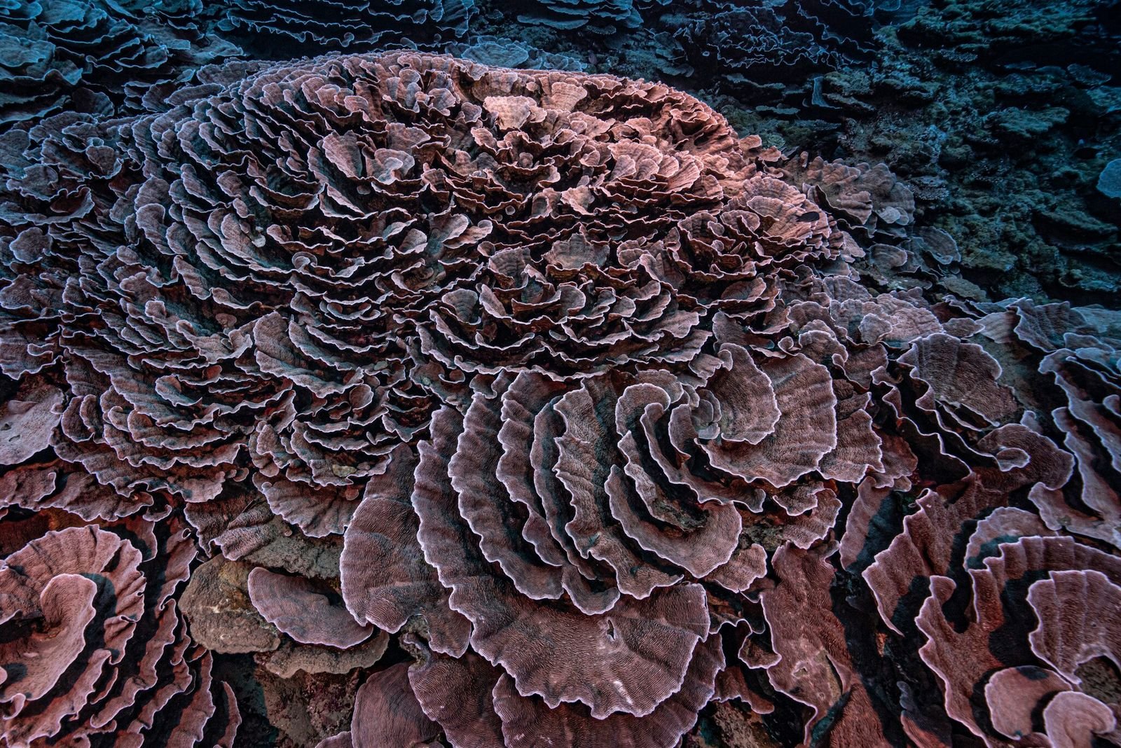 Tahiti : découverte du plus grand récif corallien en eau profonde au monde