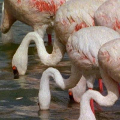 La beauté à couper le souffle des flamboyances de flamants roses