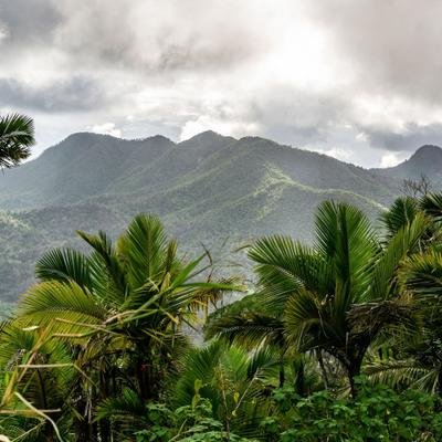 Porto Rico : ce nouveau sentier vous invite à traverser la luxuriante forêt tropicale d'El Yunque
