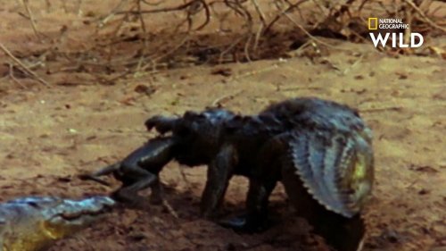 Un crocodile capture une guenon et son petit, mais l'assemblée de babouins contre-attaque