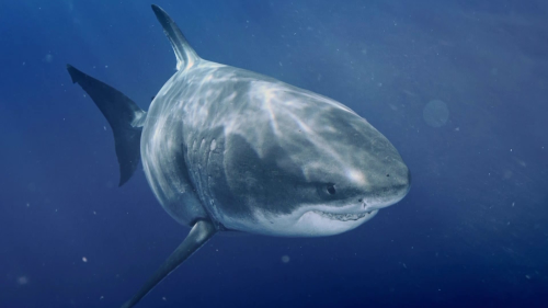 Le grand requin blanc, terreur des mers