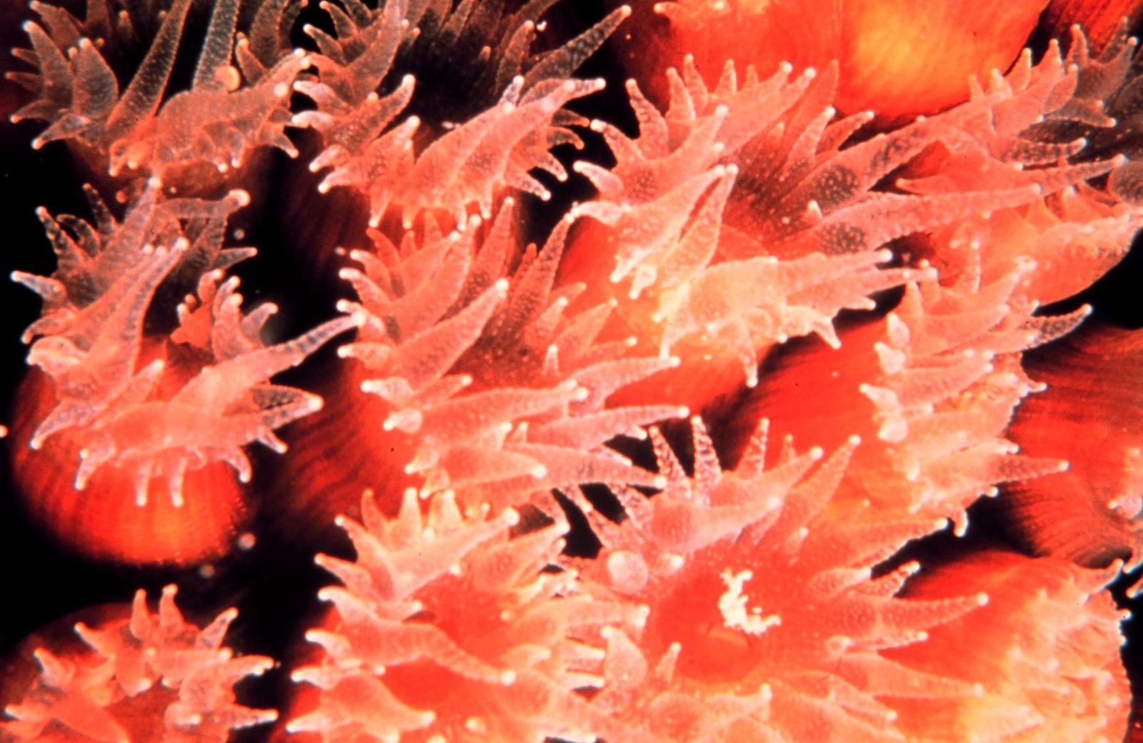 Les coraux ont trouvé le moyen de survivre à l'acidification des océans
