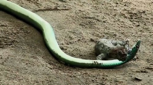 Images rares d'un gecko face à un serpent