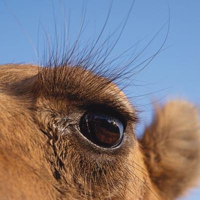 L’Australie est débordée par ses dromadaires
