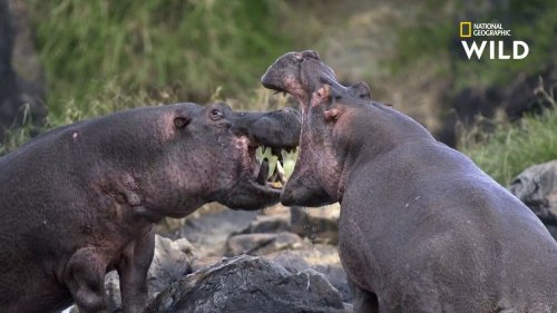 Homme vs Animal : peut-on survivre à une attaque d'hippopotame ?