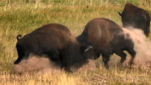 Voici pourquoi il ne faut jamais approcher de bisons sauvages