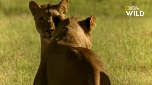 Hyènes et lions retrouvent leurs familles après une terrible bataille